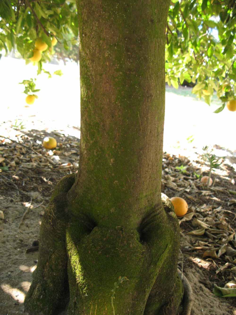              Bark (Winter Haven, FL)       